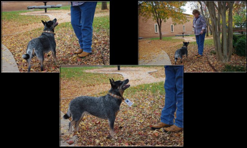 Abbie as a service dog