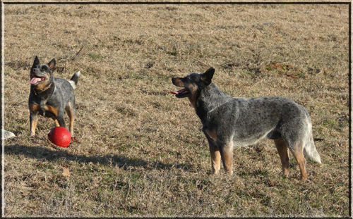 Abbie & Rocky playing with the jolly ball.