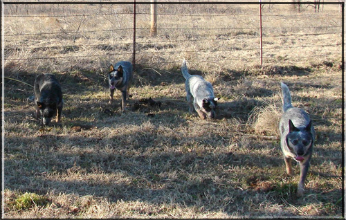 Bella, Lacey, Smoke, and Rocky