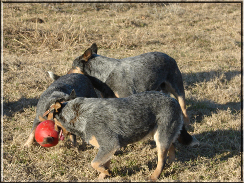 Lacey, Abbie, and Rocky