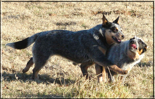 Lacey and Smoke