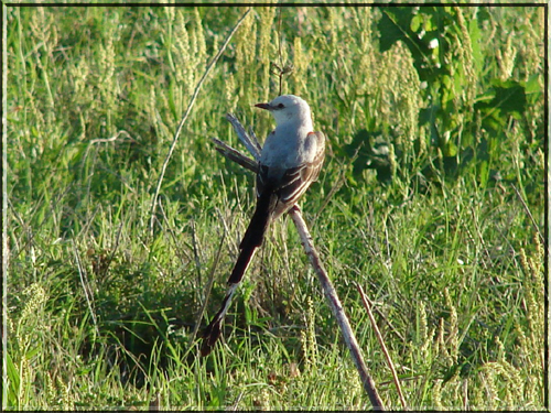 Scissortail Fly Catcher