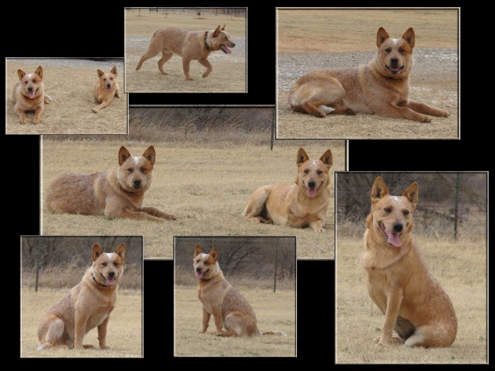 Red Australian Cattle Dog