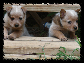 Cattle Dog Puppies