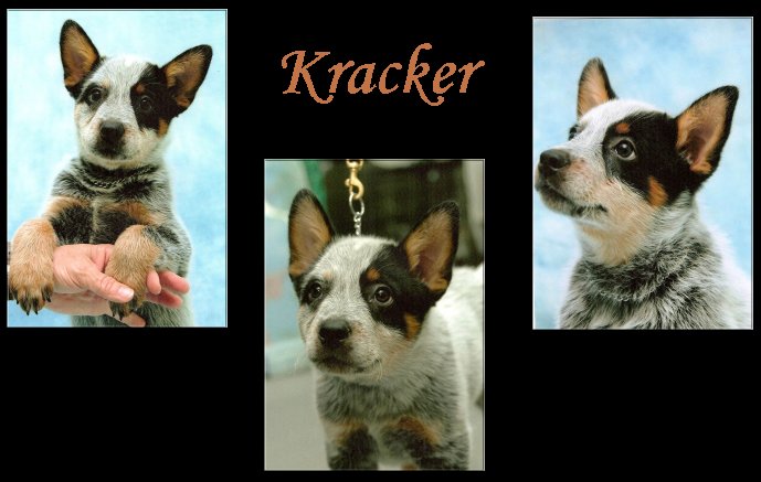 Kracker