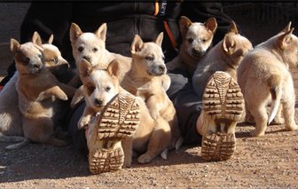 Australian Cattle Dog Red Puppies