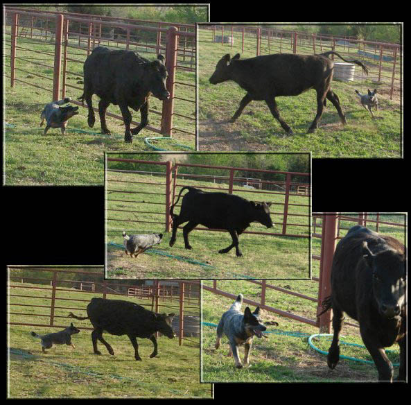 Australian Cattle Dog Herding Cattle