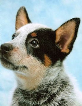 Australian Cattle Dog Blue Puppy