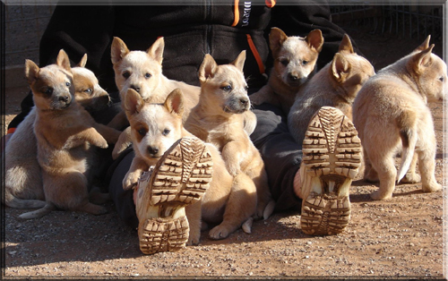 Timber kennels australian cattle sales dogs